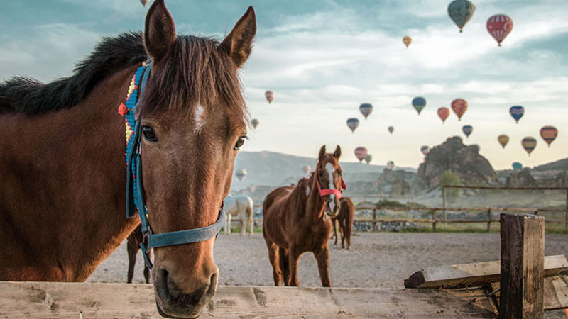 Cappadocia Horse . Horse Riding Tour Cappadocia